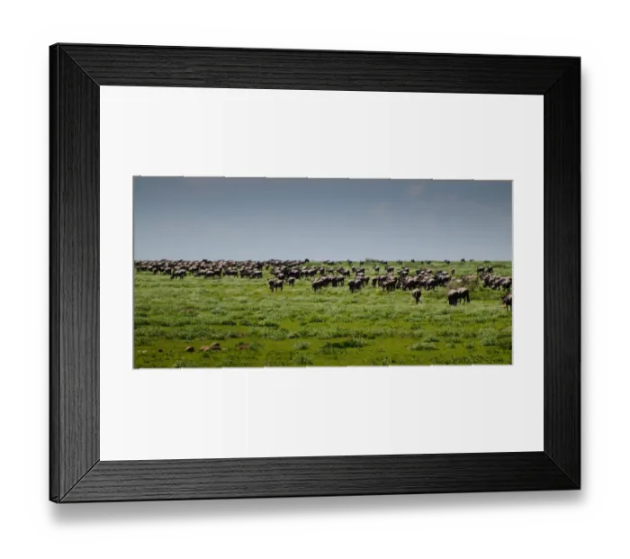 Framed Print : Wildebeest Herd Framed Print : Wildebeest Herd