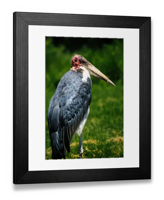 Framed Print : Marabou Stalk