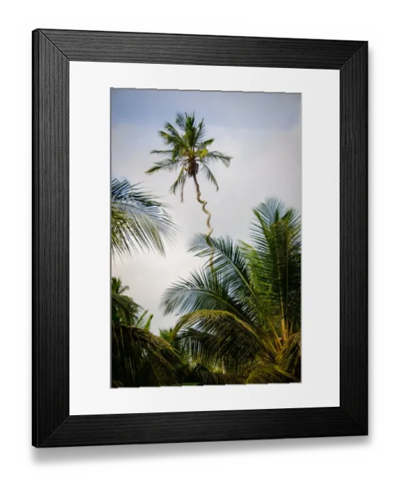 Framed Print : Spiral Palm Tree Framed Print : Spiral Palm Tree