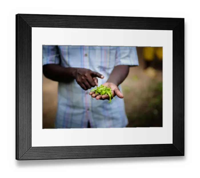 Framed Print : Spice Farm Framed Print : Spice Farm