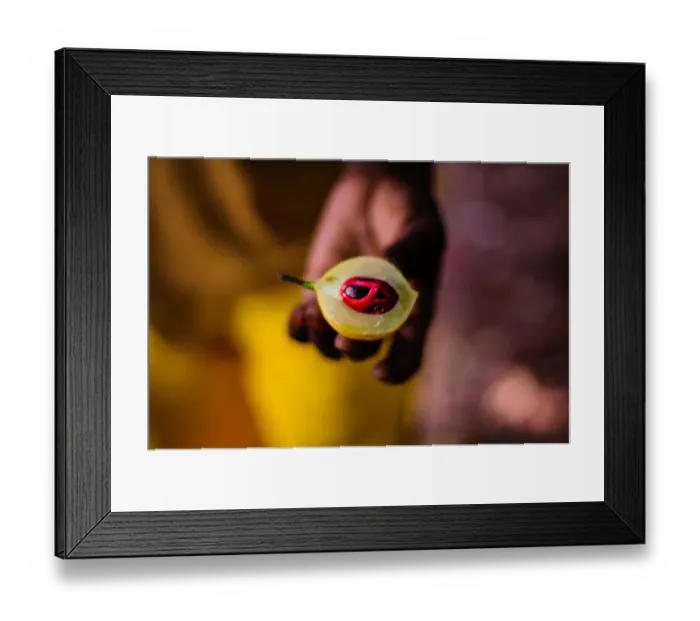 Framed Print : Nutmeg at a Spice Farm Framed Print : Nutmeg at a Spice Farm