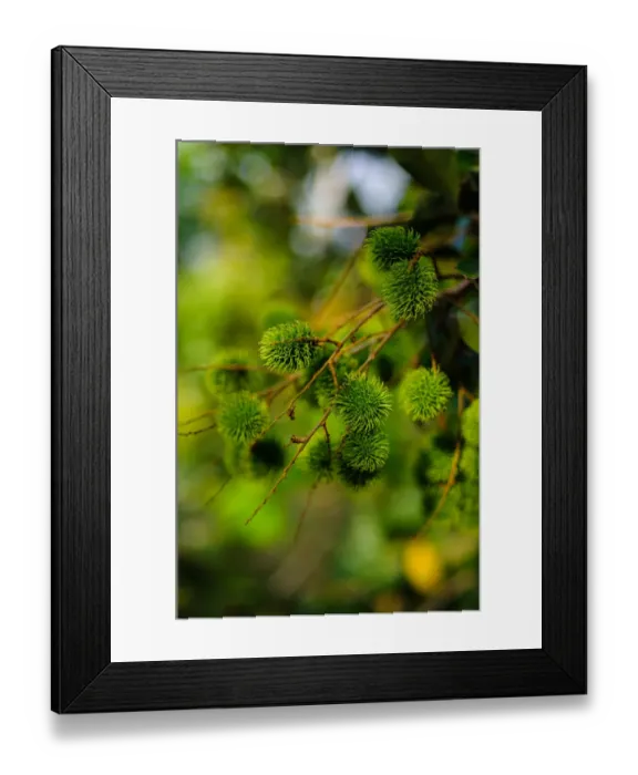 Framed Print : Spice Farm