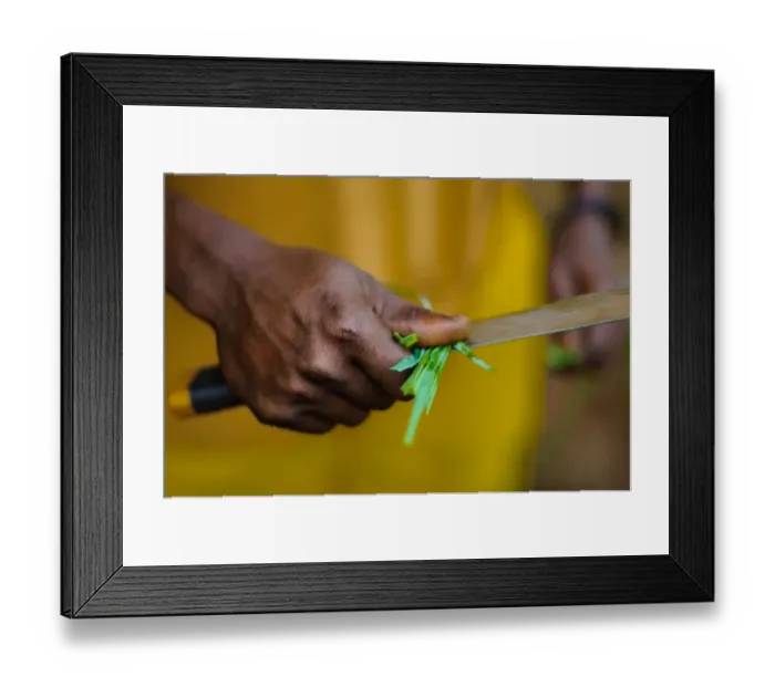 Framed Print : SUgar Cane at a Spice Farm Framed Print : SUgar Cane at a Spice Farm