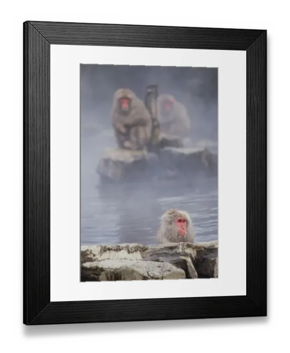 Framed Print : Japan, Honshu, Nagano, Shiga-Kogen, snow monkeys Framed Print : Japan, Honshu, Nagano, Shiga-Kogen, snow monkeys