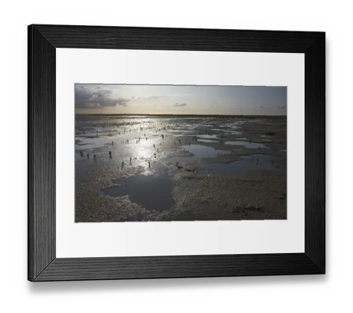 Framed Print : Wadden Sea with Samphire (Salicornia sp. ), puddles and mud flats, Mellum Island, Lower Saxony Wadden Sea National Park, UNESCO World Heritage Site, Lower Saxony, Germany, Europe Framed Print : Wadden Sea with Samphire (Salicornia sp. ), puddles and mud flats, Mellum Island, Lower Saxony Wadden Sea National Park, UNESCO World Heritage Site, Lower Saxony, Germany, Europe