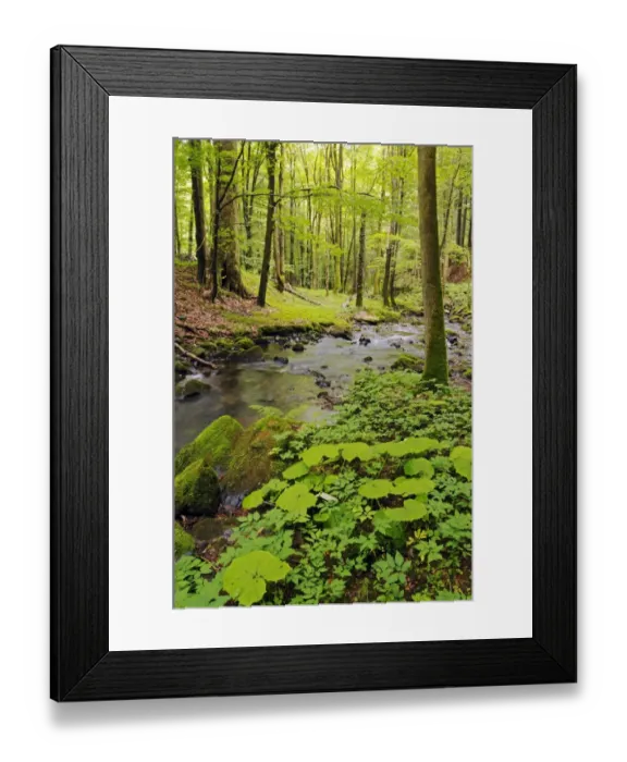 Framed Print : Primeval forest in the Vessertal valley, Biosphaerenreservat Vessertal-Thueringer Wald, biosphere reserve Vesser valley-Thuringian Forest, Thuringia, Germany, Europe Framed Print : Primeval forest in the Vessertal valley, Biosphaerenreservat Vessertal-Thueringer Wald, biosphere reserve Vesser valley-Thuringian Forest, Thuringia, Germany, Europe