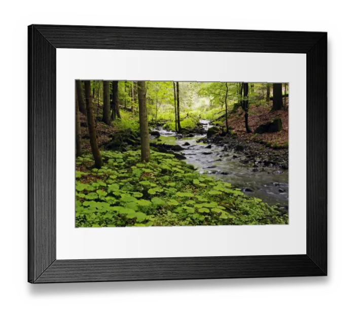 Framed Print : Primeval forest in the Vessertal valley, Biosphaerenreservat Vessertal-Thueringer Wald, biosphere reserve Vesser valley-Thuringian Forest, Thuringia, Germany, Europe Framed Print : Primeval forest in the Vessertal valley, Biosphaerenreservat Vessertal-Thueringer Wald, biosphere reserve Vesser valley-Thuringian Forest, Thuringia, Germany, Europe