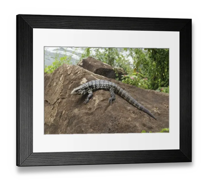 Framed Print : Argentine Black and White Tegu (Tupinambis merianae), Iguazu Falls, Brazil / Argentina Framed Print : Argentine Black and White Tegu (Tupinambis merianae), Iguazu Falls, Brazil / Argentina