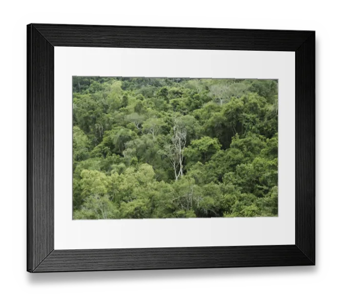 Framed Print : Tropical reinforest, Iguazu National Park, Brazil / Argentina Framed Print : Tropical reinforest, Iguazu National Park, Brazil / Argentina