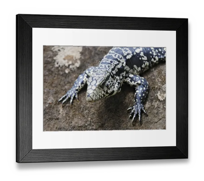 Framed Print : Argentine Black and White Tegu (Tupinambis merianae), Iguazu Falls, Brazil / Argentina Framed Print : Argentine Black and White Tegu (Tupinambis merianae), Iguazu Falls, Brazil / Argentina