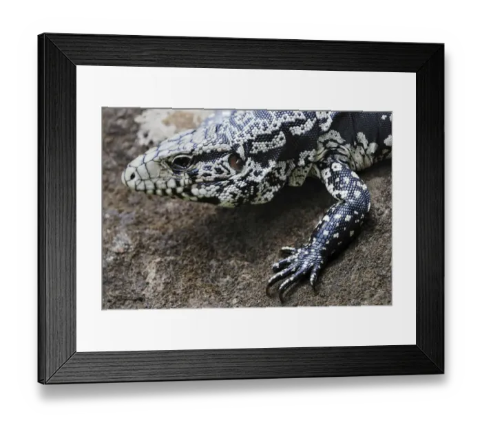 Framed Print : Argentine Black and White Tegu (Tupinambis merianae), Iguazu Falls, Brazil / Argentina Framed Print : Argentine Black and White Tegu (Tupinambis merianae), Iguazu Falls, Brazil / Argentina