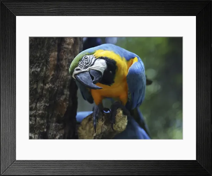 Framed Print : Blue-and-yellow Macaw (Ara ararauna), Foz do Iguazu, Brazil Framed Print : Blue-and-yellow Macaw (Ara ararauna), Foz do Iguazu, Brazil