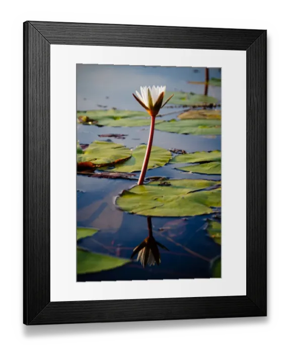 Framed Print : Lilly. Okavango Delta, Botswana Framed Print : Lilly. Okavango Delta, Botswana