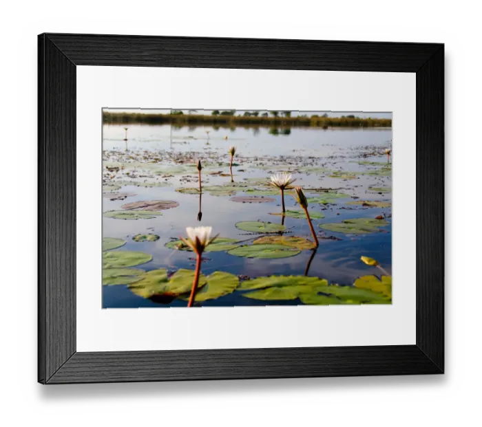 Framed Print : Lillies. Okavango Delta, Botswana Framed Print : Lillies. Okavango Delta, Botswana