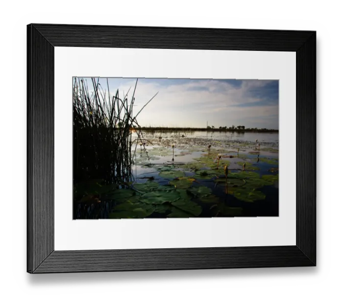 Framed Print : Hippo Pool Framed Print : Hippo Pool