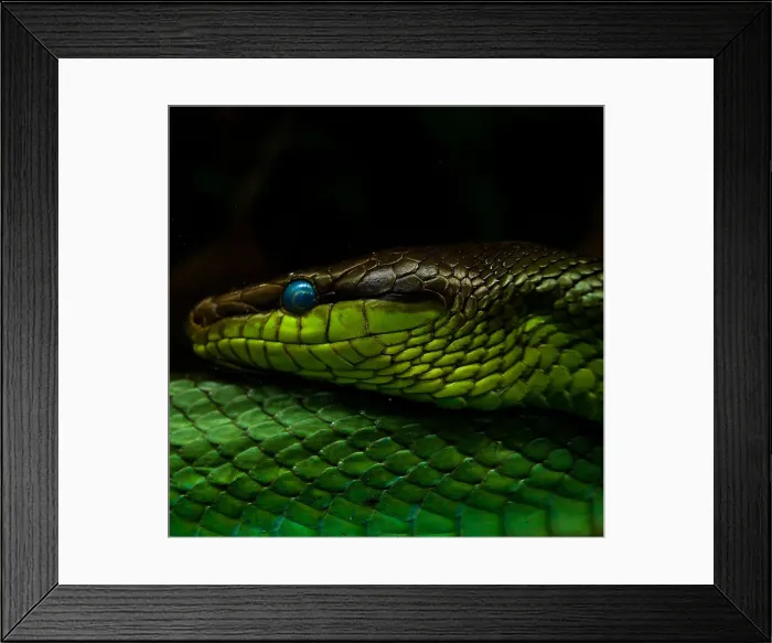 Framed Print : The smile. A photo of snake taken in its captivity Framed Print : The smile. A photo of snake taken in its captivity