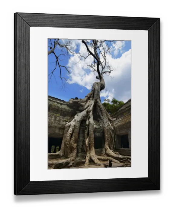 Framed Print : Ta Prohm (Rajavihara) Temple, Angkor, Siem Reap, Cambodia Framed Print : Ta Prohm (Rajavihara) Temple, Angkor, Siem Reap, Cambodia