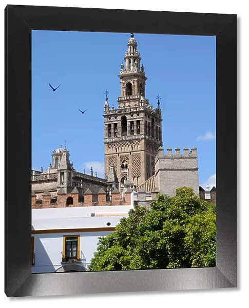 Birds flying by the clock tower of the Cathedral of Seville, Andalusia, Spain