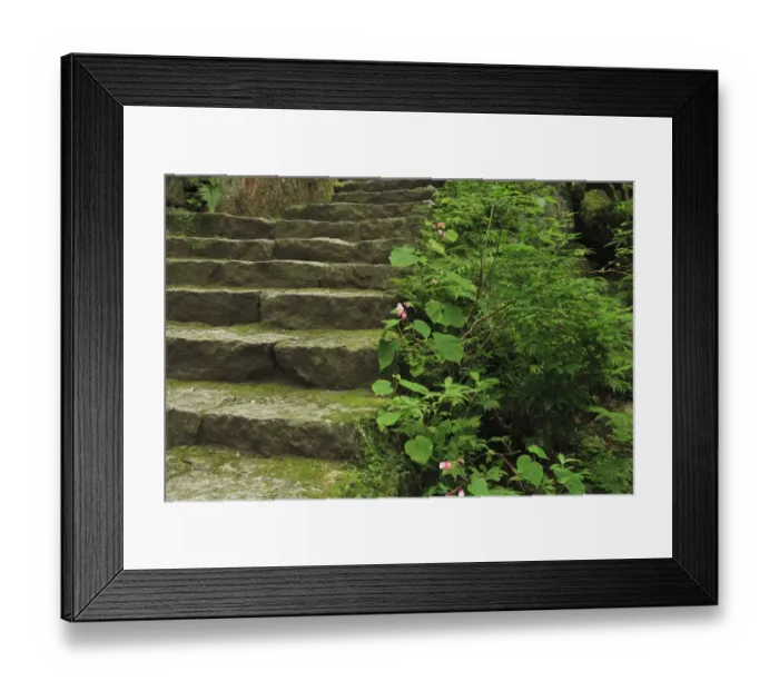 Framed Print : Japan, Wakayama, Kumano Kodo, Plants growing beside stone steps Framed Print : Japan, Wakayama, Kumano Kodo, Plants growing beside stone steps