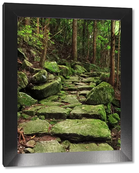 Japan, Mie Prefecture, Kumano Kodo, Stone steps in forest