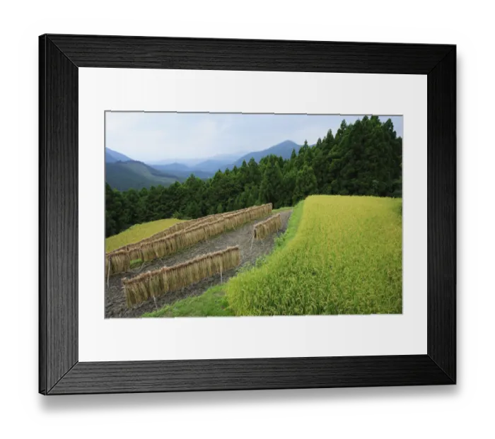 Framed Print : Japan, Mie Prefecture, Kumano Kodo, Harvesting rice hanging in paddy field, high angle view Framed Print : Japan, Mie Prefecture, Kumano Kodo, Harvesting rice hanging in paddy field, high angle view