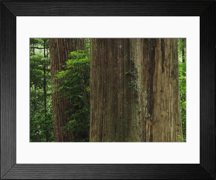 Framed Print : Japan, Wakayama, Kumano Kodo, Large cedar tree trunks in forest, close-up
