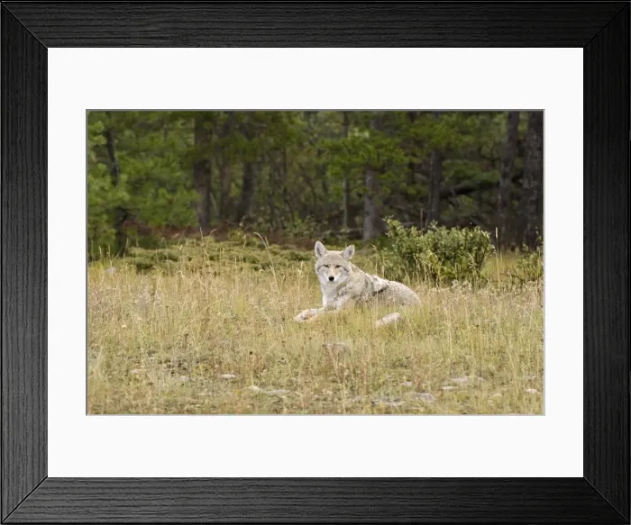 Framed Print : Coyote (Canis Latrans) Framed Print : Coyote (Canis Latrans)