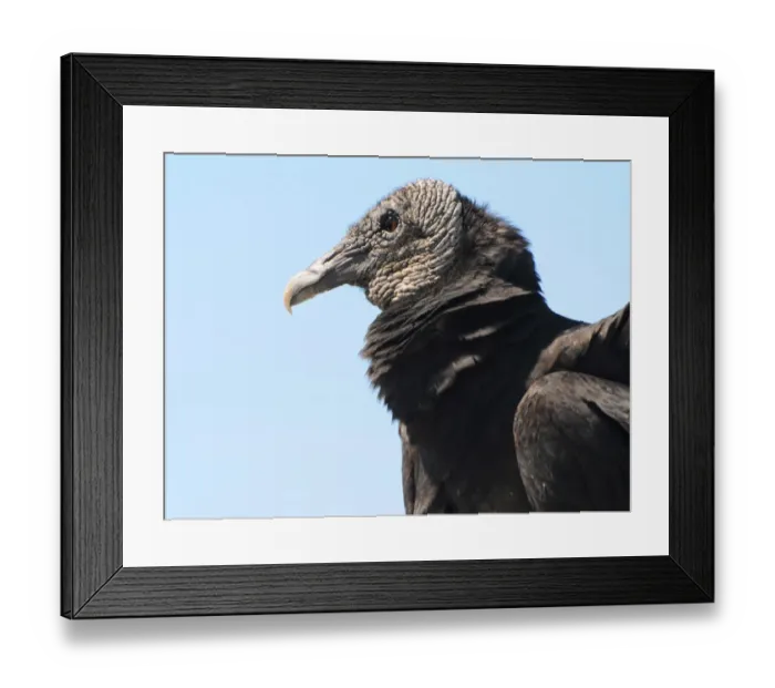 Framed Print : Close up of head of black vulture, Coragyps atratus. Everglades National Park, Florida, USA. UNESCO World Heritage Site (Biosphere Reserve)