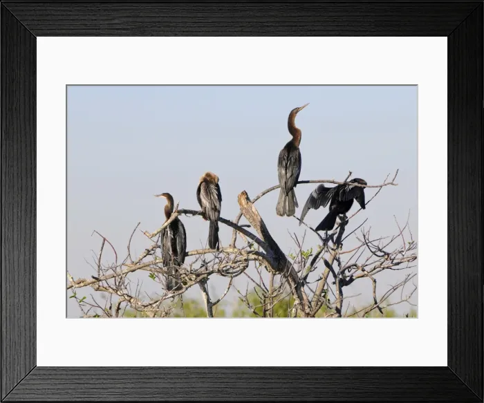Framed Print : Anhingas, Anhinga anhinga, roosting. Everglades National Park, Florida, USA. UNESCO World Heritage Site (Biosphere Reserve) Framed Print : Anhingas, Anhinga anhinga, roosting. Everglades National Park, Florida, USA. UNESCO World Heritage Site (Biosphere Reserve)