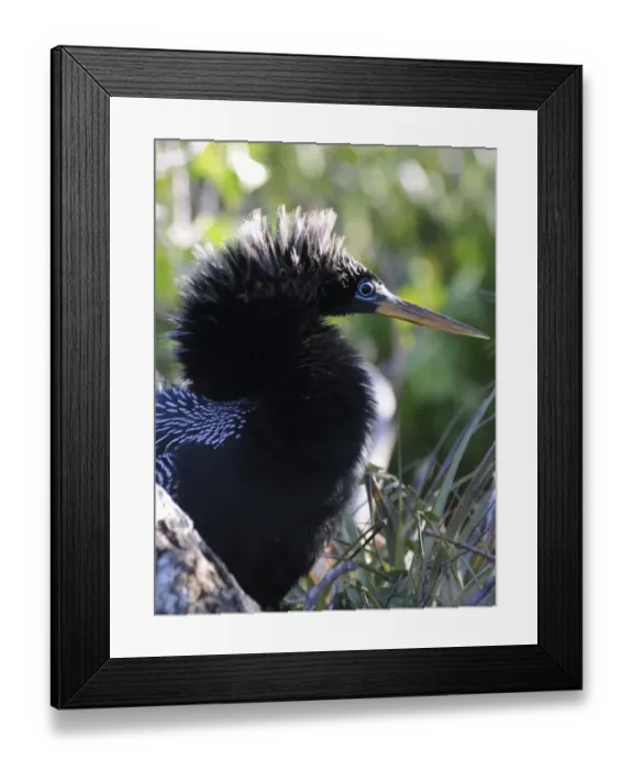 Framed Print : Male anhinga, Anhinga anhinga, sitting on nest. Everglades National Park, Florida, USA. UNESCO World Heritage Site (Biosphere Reserve) Framed Print : Male anhinga, Anhinga anhinga, sitting on nest. Everglades National Park, Florida, USA. UNESCO World Heritage Site (Biosphere Reserve)