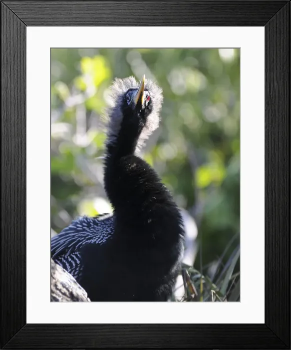 Framed Print : Male anhinga, Anhinga anhinga, sitting on nest. Everglades National Park, Florida, USA. UNESCO World Heritage Site (Biosphere Reserve) Framed Print : Male anhinga, Anhinga anhinga, sitting on nest. Everglades National Park, Florida, USA. UNESCO World Heritage Site (Biosphere Reserve)