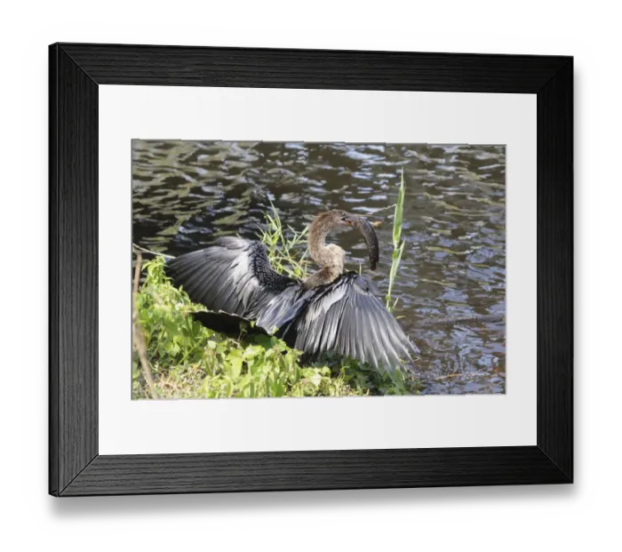 Framed Print : Female anhinga, Anhinga anhinga, with a walking catfish, Clarias batrachus, that it just caught. Everglades National Park, Florida, USA. UNESCO World Heritage Site (Biosphere Reserve)