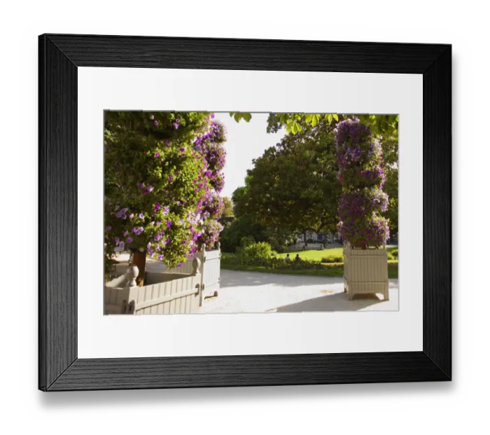 Framed Print : Trees in a garden, Bordeaux, Aquitaine, France Framed Print : Trees in a garden, Bordeaux, Aquitaine, France