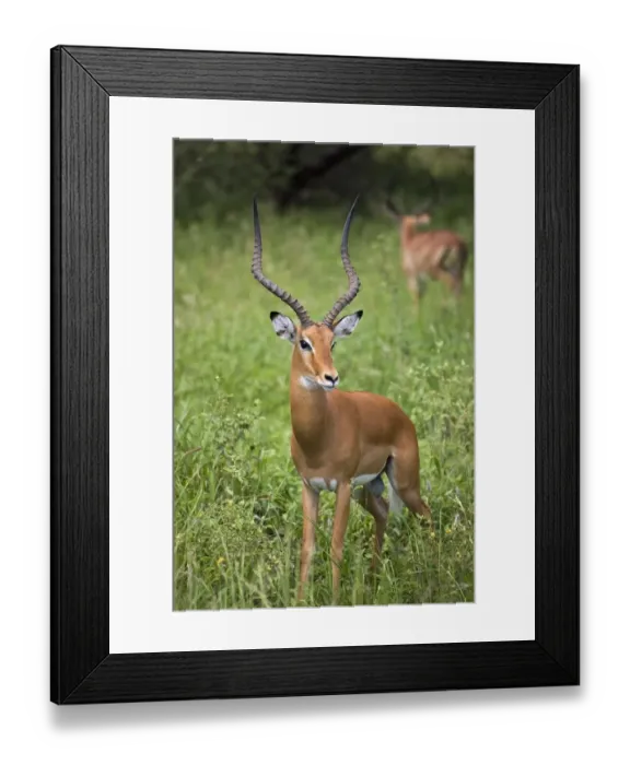 Framed Print : Portrait of impala, Serengeti National Park, United Republic of Tanzania Framed Print : Portrait of impala, Serengeti National Park, United Republic of Tanzania