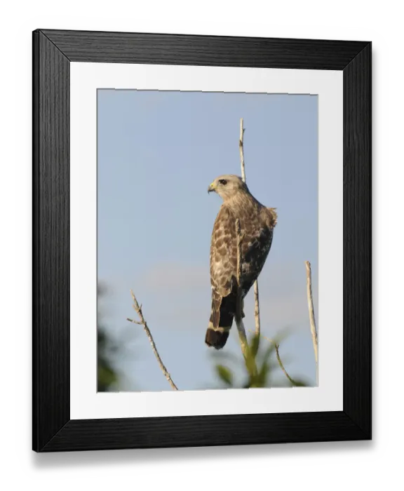 Framed Print : Red-shouldered hawk, Buteo lineatus, with wind ruffling feathers. Everglades National Park, Florida, USA. UNESCO World Heritage Site (Biosphere Reserve) Framed Print : Red-shouldered hawk, Buteo lineatus, with wind ruffling feathers. Everglades National Park, Florida, USA. UNESCO World Heritage Site (Biosphere Reserve)