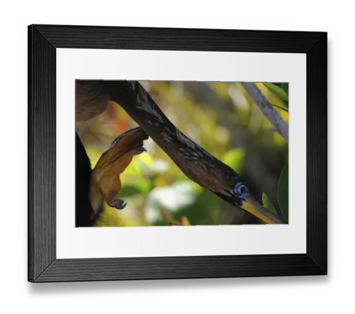 Framed Print : Female anhinga, Anhinga anhinga, itching her neck. Everglades National Park, Florida, UDA. UNESCO World Heritage Site (Biosphere Reserve) Framed Print : Female anhinga, Anhinga anhinga, itching her neck. Everglades National Park, Florida, UDA. UNESCO World Heritage Site (Biosphere Reserve)