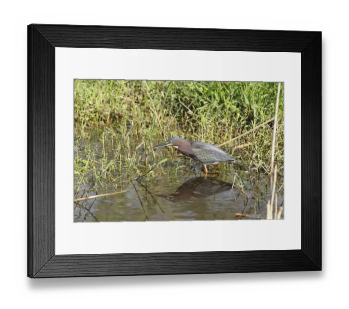 Framed Print : Green heron, Butorides virescens, stalking prey. Everglades National Park, Florida, USA. UNESCO World Heritage Site (Biosphere Reserve) Framed Print : Green heron, Butorides virescens, stalking prey. Everglades National Park, Florida, USA. UNESCO World Heritage Site (Biosphere Reserve)