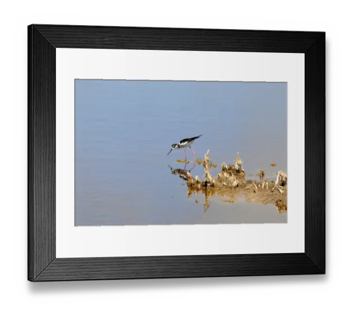 Framed Print : Black-necked stilt, Himantopus mexicanus, searching for food in shallow water. Everglades National Park, Florida, USA. UNESCO World Heritage Site (Biosphere Reserve) Framed Print : Black-necked stilt, Himantopus mexicanus, searching for food in shallow water. Everglades National Park, Florida, USA. UNESCO World Heritage Site (Biosphere Reserve)