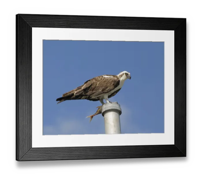 Framed Print : Osprey, Pandion haliaetus, with fish perched on a pole. Everglades National Park, Florida, USA. UNESCO World Heritage Site (Biosphere Reserve) Framed Print : Osprey, Pandion haliaetus, with fish perched on a pole. Everglades National Park, Florida, USA. UNESCO World Heritage Site (Biosphere Reserve)