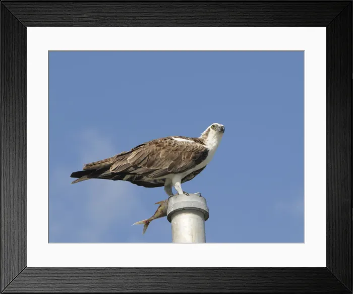 Framed Print : Osprey, Pandion haliaetus, with fish perched on a pole. Everglades National Park, Florida, USA. UNESCO World Heritage Site (Biosphere Reserve) Framed Print : Osprey, Pandion haliaetus, with fish perched on a pole. Everglades National Park, Florida, USA. UNESCO World Heritage Site (Biosphere Reserve)