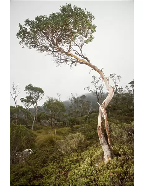 Cradle Mountain NP, Eucalyptus tree in Fog