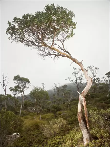 Cradle Mountain NP, Eucalyptus tree in Fog