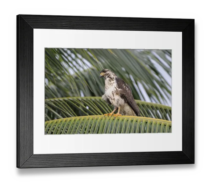 Framed Print : Juvenile black hawk, Buteogallus anthracinus, perched in coconut palm. Granito de Oro, Parque Nacional Coiba, Panama. UNESCO World Heritage Site Framed Print : Juvenile black hawk, Buteogallus anthracinus, perched in coconut palm. Granito de Oro, Parque Nacional Coiba, Panama. UNESCO World Heritage Site