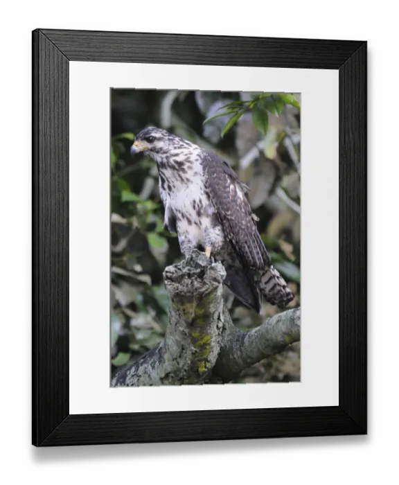 Framed Print : Juvenile black hawk, Buteogallus anthracinus. Granito de Oro, Parque Nacional Coiba, Panama. UNESCO World Heritage Site Framed Print : Juvenile black hawk, Buteogallus anthracinus. Granito de Oro, Parque Nacional Coiba, Panama. UNESCO World Heritage Site