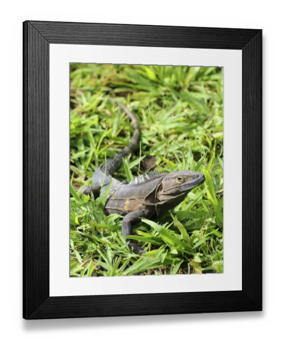 Framed Print : Black spiny-tailed iguana, Ctenosaura similis. Brown coloration is from mud after recent rains. Parque Nacional Coiba, Panama. UNESCO World Heritage Site Framed Print : Black spiny-tailed iguana, Ctenosaura similis. Brown coloration is from mud after recent rains. Parque Nacional Coiba, Panama. UNESCO World Heritage Site