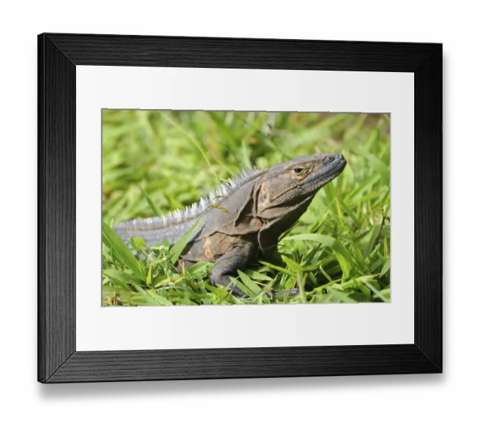 Framed Print : Black spiny-tailed iguana, Ctenosaura similis. Brown coloration is from mud after recent rains. Parque Nacional Coiba, Panama. UNESCO World Heritage Site