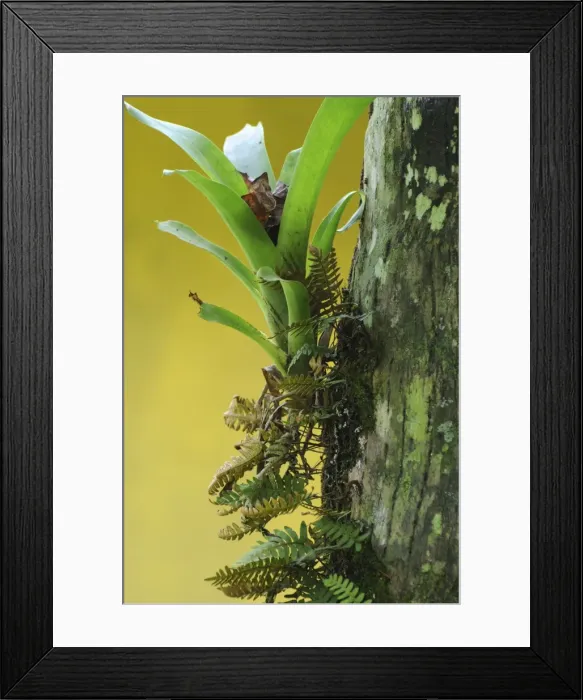 Framed Print : Epiphytes, bromilead and ferns, growing on tree in tropical rain forest. Parque Nacional Coiba, Isla Coiba, Panama. UNESCO World Heritage Site Framed Print : Epiphytes, bromilead and ferns, growing on tree in tropical rain forest. Parque Nacional Coiba, Isla Coiba, Panama. UNESCO World Heritage Site