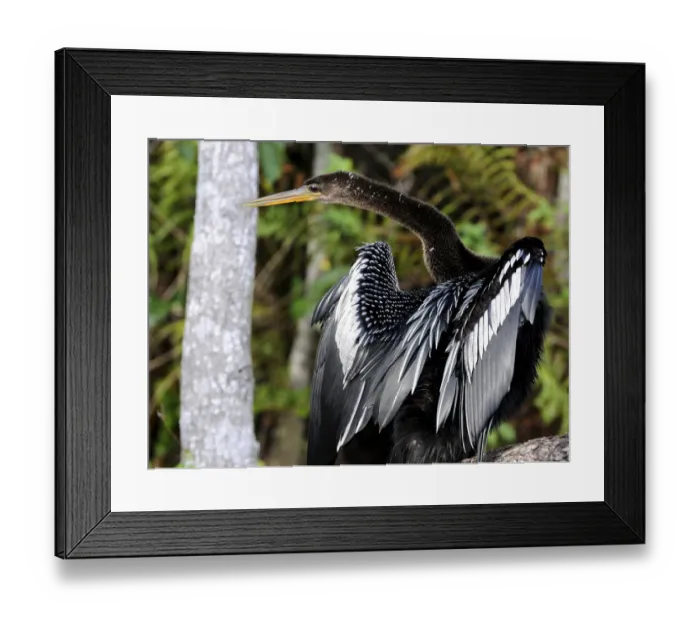Framed Print : Anhinga or snakebird, Anhinga anhinga, gets its name from its long, snakelike neck. Everglades National Park, Florida, USA. UNESCO World Heritage Site (Biosphere Reserve) Framed Print : Anhinga or snakebird, Anhinga anhinga, gets its name from its long, snakelike neck. Everglades National Park, Florida, USA. UNESCO World Heritage Site (Biosphere Reserve)