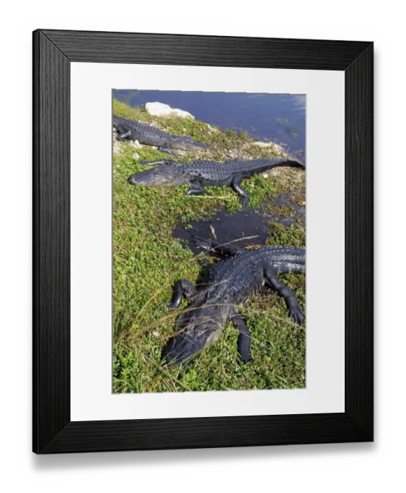 Framed Print : Basking American alligators, Alligator mississippiensis. Everglades National Park, Florida, USA. UNESCO World Heritage Site (Biosphere Reserve)