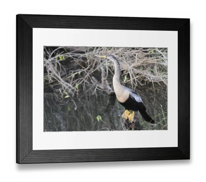 Framed Print : Female anhinga, Anhinga anhinga, perched on log. Everglades National Park, Florida, USA. UNESCO World Heritage Site (Bioshpere Reserve) Framed Print : Female anhinga, Anhinga anhinga, perched on log. Everglades National Park, Florida, USA. UNESCO World Heritage Site (Bioshpere Reserve)